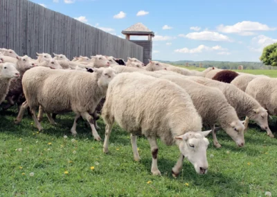 Sheep grazing at Ft Saskatchewan Historic site